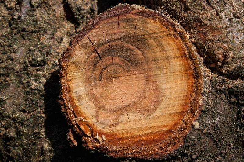 Elagueur grimpeur professionnel pour l'élagage ou taille de Pins à Bandol dans le Var