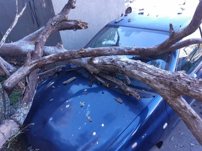 Travaux d'urgence d'évacuation et débit d'un arbre tombé à Marseille 12ème